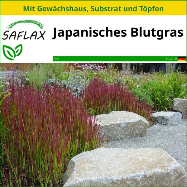 SAFLAX Anzucht Set - Japanisches Blutgras - Imperata cylindrica - 50 Samen - Mit Mini-Gewächshaus, Anzuchtsubstrat und 2 Töpfen