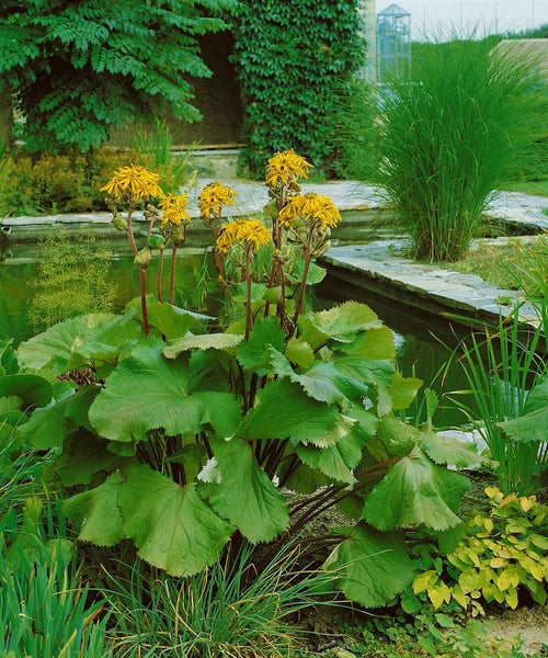 Szene mit Zierpflanzen am Teichrand im Garten.