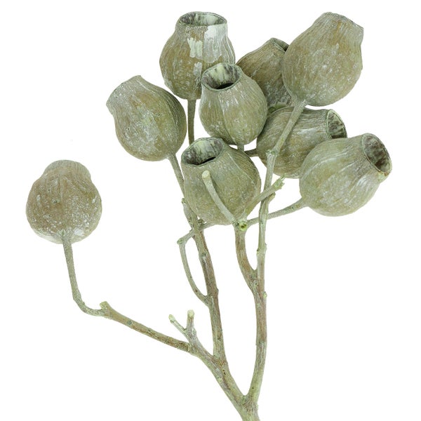 Eukalyptuszweig mit dekorativen Samenkapseln