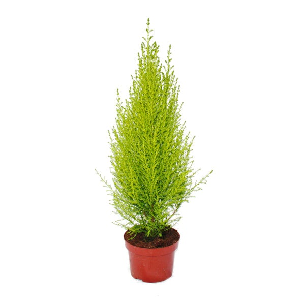 Exotenherz Zimmerzypresse Cupressus macrocarpa Wilma  1 Pflanze pflegeleicht luftreinigend 12cm Topf