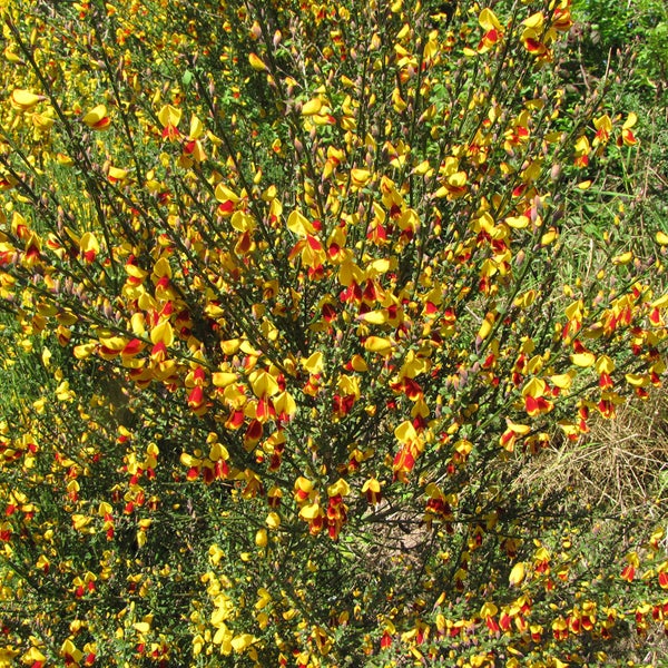 Ginsterstrauch mit vielen Blüten