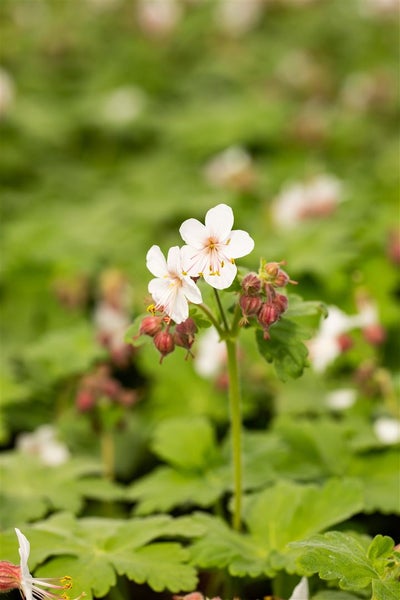 Nahaufnahme von zwei weissen Storchschnabelblüten mit grünen Blättern