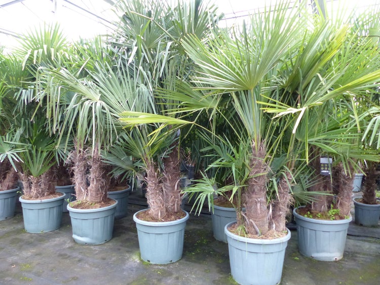 Mehrere Hanfpalmen Trachycarpus fortunei in schwarzen Pflanztöpfen in einem Gewächshaus.