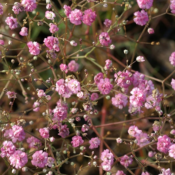 Nahaufnahme von pinkfarbenem Schleierkraut