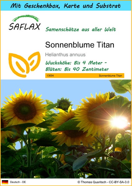 SAFLAX Geschenk Set - Sonnenblume Titan - Helianthus annuus  - 20 Samen - Mit Geschenkbox, Versandaufkleber, Geschenkkarte und Anzuchtsubstrat