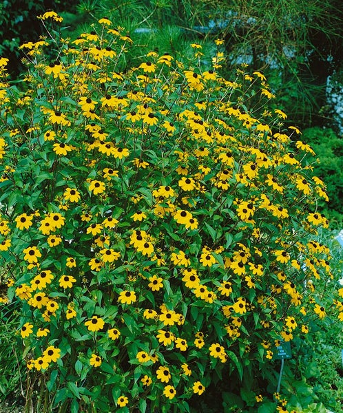 Rudbeckia triloba, Dreilappiger Sonnenhut, gelb, ca. 9x9 cm Topf