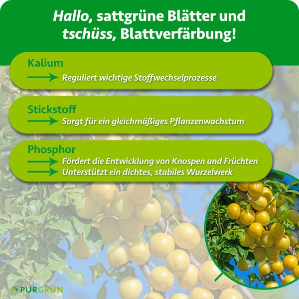 Infografik über Pflanzennährstoffe Kalium Stickstoff und Phosphor mit Hinweisen zur Wirkung auf Blattwachstum Wurzelbildung und Fruchtentwicklung.