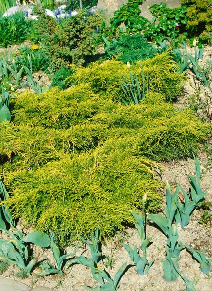 Juniperus chinensis 'Goldfern', Wacholder, goldgrün, 20–25 cm