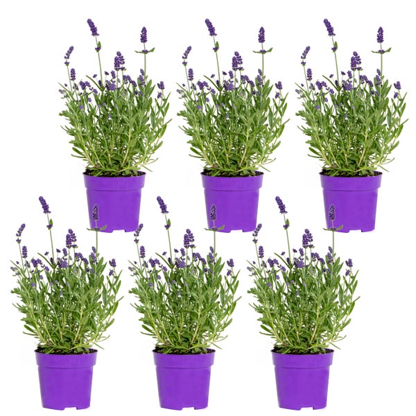 6x Lavandula angustifolia 'Ardèche Blue' – Lavendel – Strauch – Winterherz – ⌀10,5 cm - ↕10-15 cm