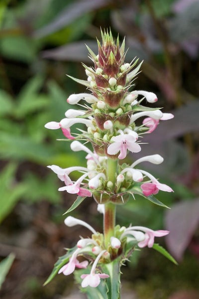 Morina longifolia, Himalaya-Morina, stachelig, ca. 11x11 cm Topf