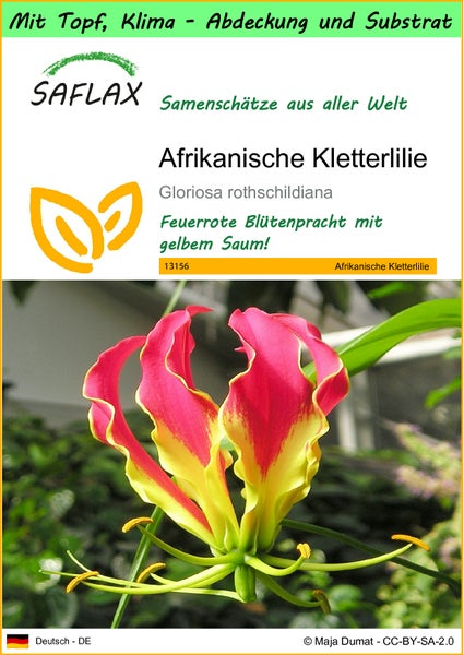 SAFLAX Garden to go - Afrikanische Kletterlilie - Gloriosa rothschildiana - 15 Samen - Mit Topf, Klima - Deckel und Anzuchtsubstrat