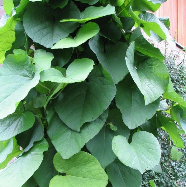 Kletterpflanze mit großen Blättern