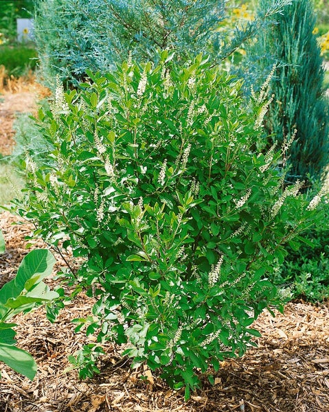 Clethra alnifolia, Scheineller, weiß, 40–60 cm