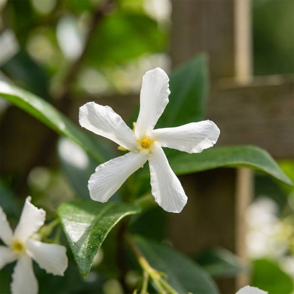 Sternjasmin-Blüte mit fünf weißen Blütenblättern, gelber Mitte und grünen Blättern.