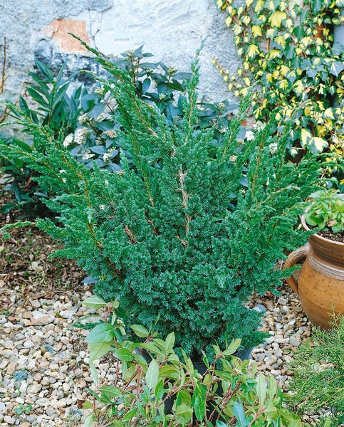 Juniperus squamata 'Meyeri', Blauer Zwergwacholder, 20–30 cm
