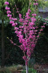 Cercis chinensis 'Avondale'- Stämmchen, Chinesischer Judasbaum, Gesamthöhe: 120-130 cm, Stammhöhe: 80 cm