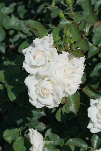 Rosa 'White Meidiland', Bodendeckerrose, weiß, 5-7,5 Liter Container