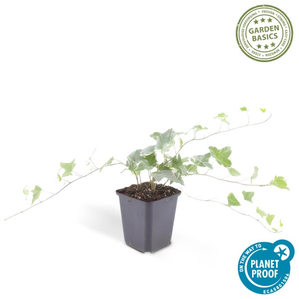 Efeu Hedera helix mit grün-weißen Blättern im Kunststofftopf. Mit Garden Basics Siegel und PlanetProof Zertifizierung.