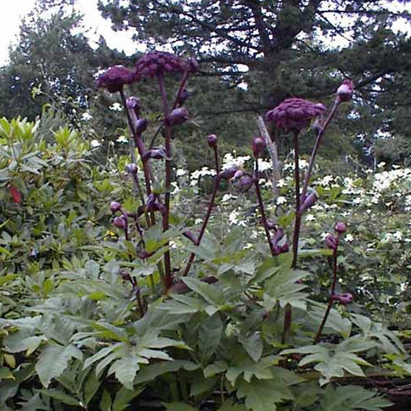 Blühende Engelwurz im Gartenbeet