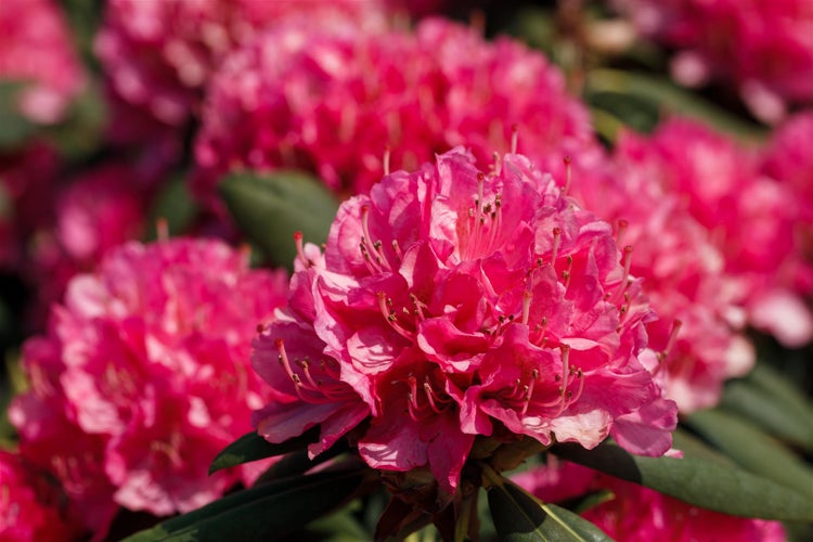 Rhododendron Hybr. 'Catharine van Tol', rosa Blüten, 30–40 cm