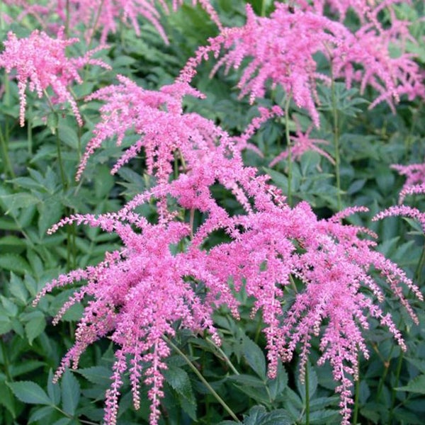 Astilbe mit filigranen Blütenständen im Garten