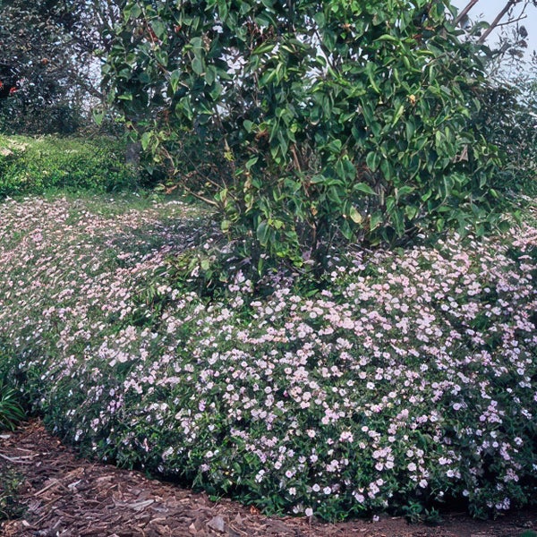 Gartenszene mit einem grünen Strauch und einem dichten Teppich aus hellrosa blühenden Bodendeckern.
