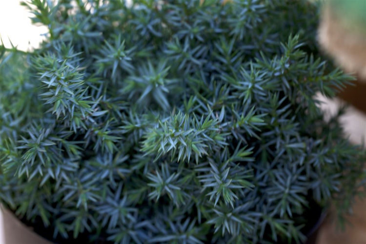 Juniperus chinensis 'Blue Alps', Chinesischer Wacholder, blaugrün, 20–30 cm