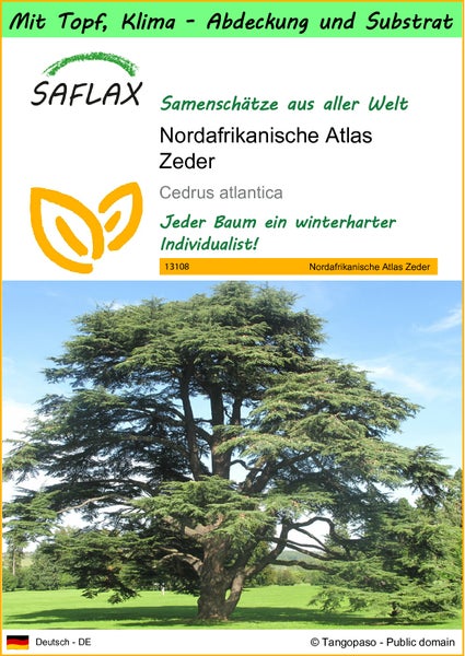 SAFLAX Garden to go - Nordafrikanische Atlas Zeder - Cedrus atlantica - 20 Samen - Mit Topf, Klima - Deckel und Anzuchtsubstrat
