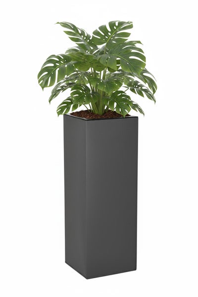 Monstera Pflanze in einem hohen, quadratischen, dunkelgrauen Pflanzkübel.
