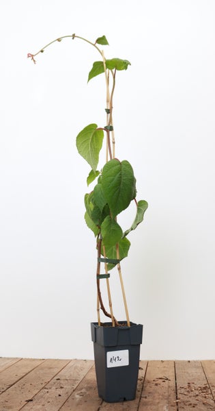 Actinidia chinensis 'Male', Kiwi, 40–60 cm