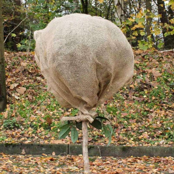 Baum mit Winterschutz aus Jute