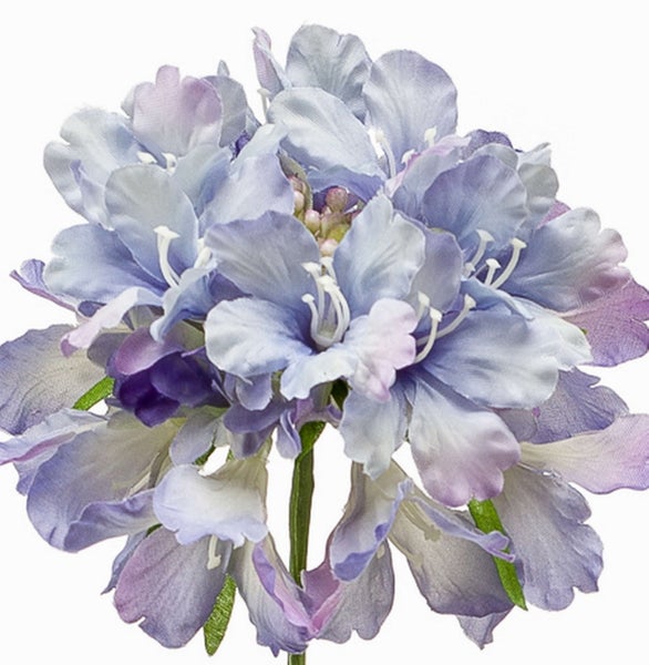 Nahaufnahme einer Lorbeerpflanze mit grünen Blättern und kleinen Knospen.