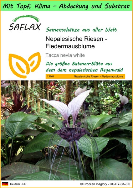SAFLAX Garden to go - Nepalesische Riesen - Fledermausblume - Tacca nevia white - 10 Samen - Mit Topf, Klima - Deckel und Anzuchtsubstrat