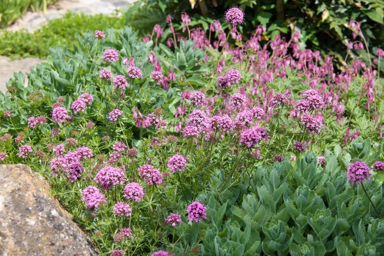 Nahaufnahme von blühendem rotem Baldrian im Garten