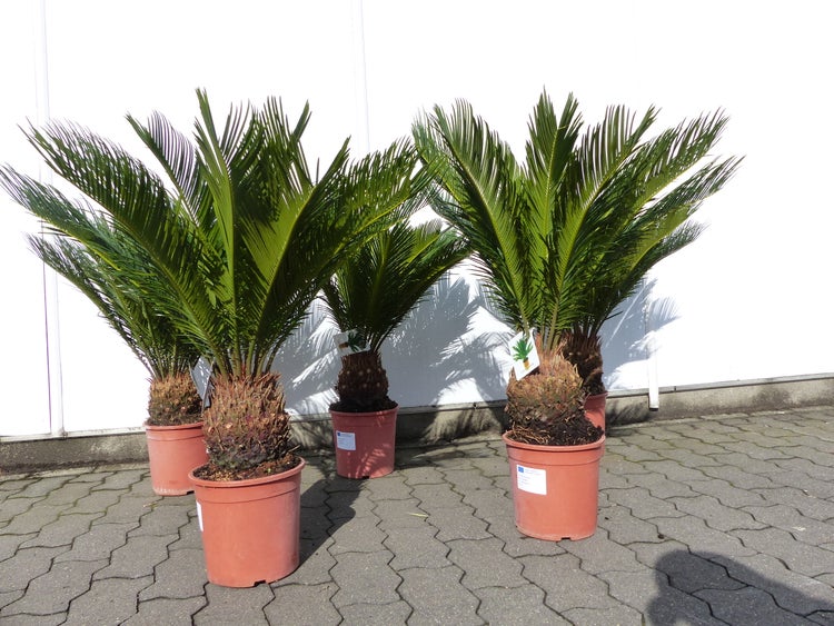Vier Japanische Sagopalmfarne Cycas revoluta in Kunststofftöpfen auf Pflastersteinen.