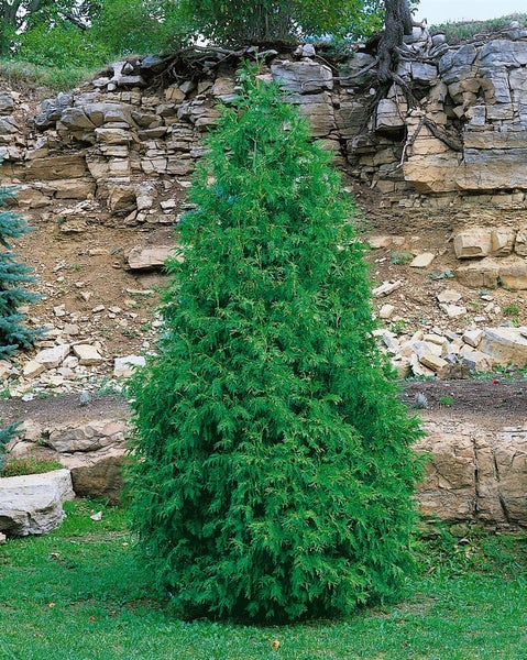 Thuja occidentalis 'Columna', Lebensbaum, 40–60 cm