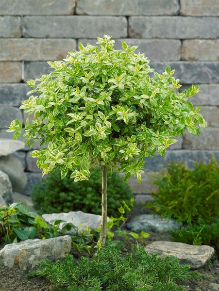 Im Bild ist ein Spindelstrauch als Kugelbaum im Garten zu sehen.