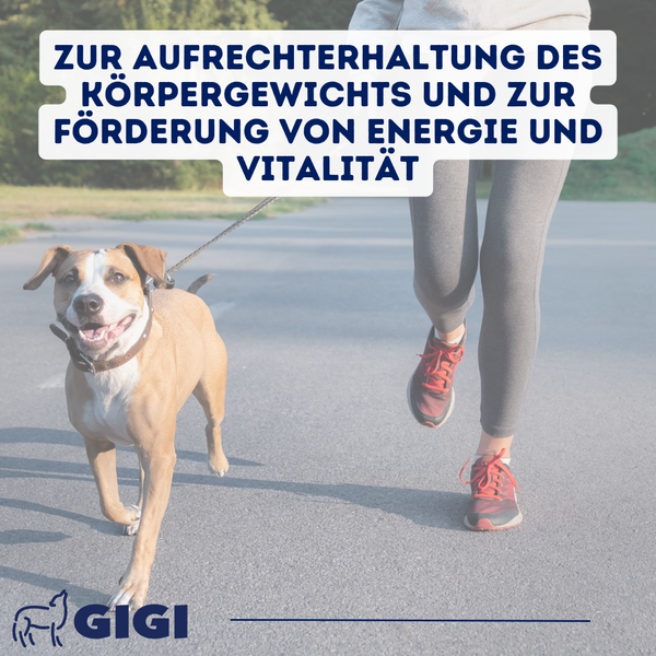 Hund mit Leine beim Spaziergang mit einer Person zur Erhaltung des Körpergewichts und zur Förderung von Energie und Vitalität