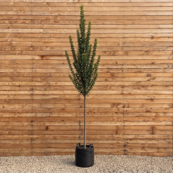 Säulenförmiger Baum in einem schwarzen Pflanzgefäß vor einer Holzwand