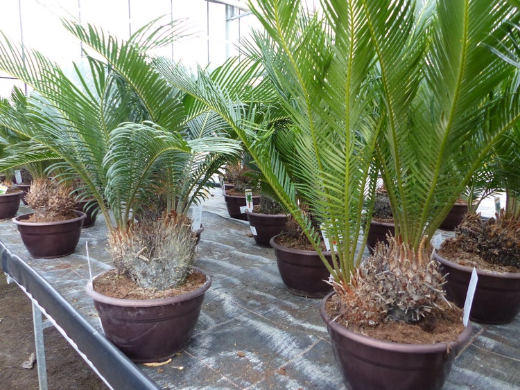 Organisierte Reihe von Japanischen Sagopalmen (Cycas revoluta) in braunen Kunststofftöpfen auf einem Gewächshaustisch in einer hellen Umgebung.