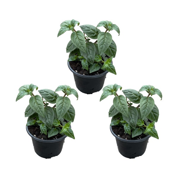 Bloomique - 3er-Set - Fuchsia Delta Sarah - Glockenpflanze - Gartenpflanzen - Winterhart - ⌀9 cm - 15-25 cm