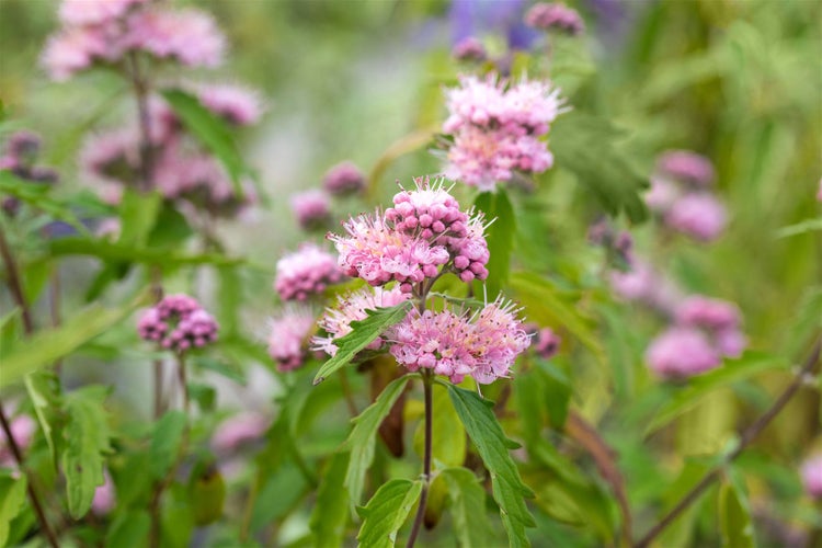 Caryopteris clandonensis 'Pink Perfection' ®, Bartblume, rosa, 40–60 cm