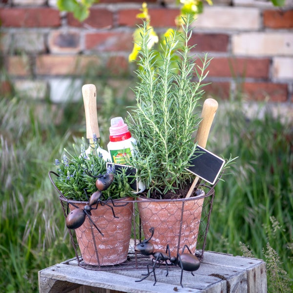 Dekorative Kräuterpflanzen in Töpfen mit Gartengeräten und Dünger in einem Drahtkorb