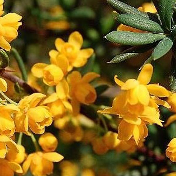 Gelbe Berberitzenblüten an einem Strauch.