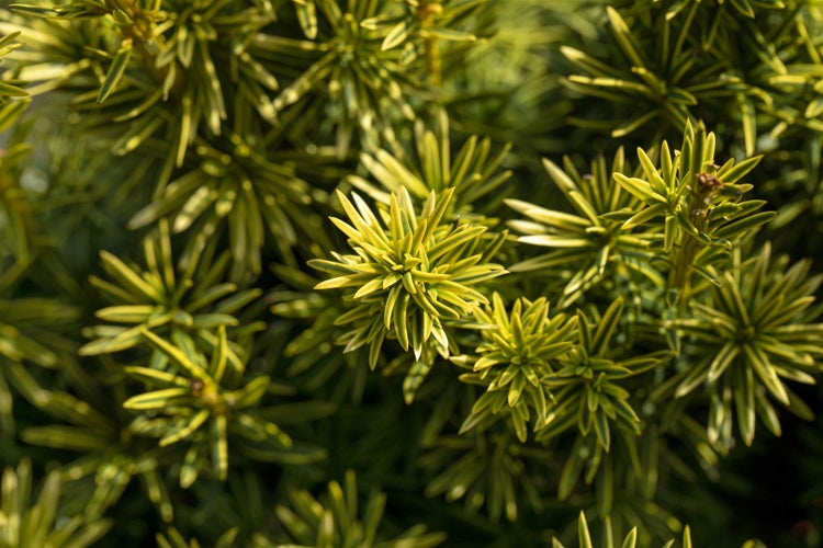 Nahaufnahme einer Eibe