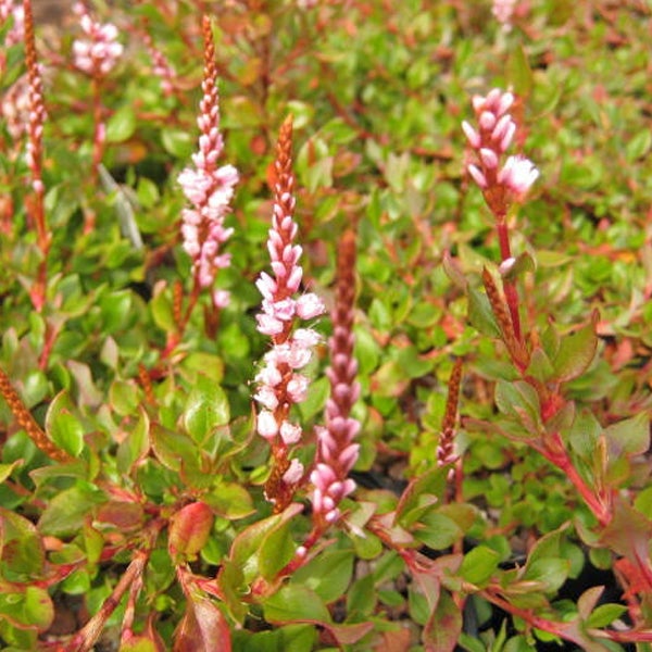 Knöterichpflanze mit grünen Blättern und rosa Blüten