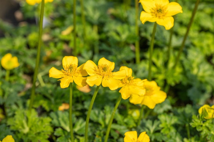 Trollius pumilus, Zwerg-Trollblume, gelb, ca. 9x9 cm Topf