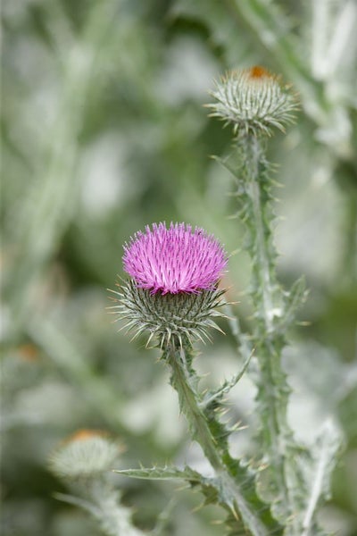 Nahaufnahme einer blühenden Distel im Garten