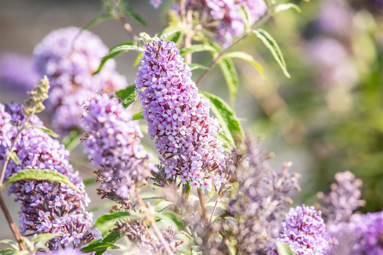 Buddleja 'Buzz Sky Blue' -R-, Schmetterlingsflieder, himmelblau, 40–60 cm