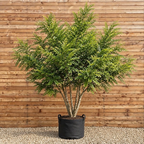 Ein buschiger Baum in einem runden Pflanzkübel aus Stoff vor einer Wand aus Holzpaneelen auf einem Kiesboden.